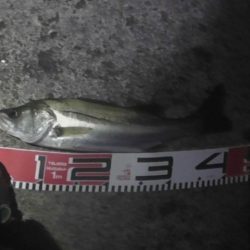 シーバスが居過ぎて釣りにならない